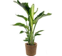 Bloomique - Strelitzia Nicolai - Oiseau de paradis - Plante d’intérieur - Dépolluante - Facile à entretenir - 80-100 cm de haut - Panier en jonc de mer 21 cm