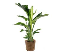 Bloomique - Strelitzia Nicolai - Oiseau de paradis - Plante d’intérieur - Dépolluante - Facile à entretenir - 80-100 cm de haut - Panier en jonc de mer 21 cm