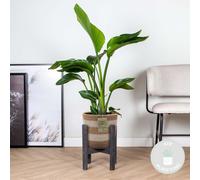 Bloomique - Strelitzia Nicolai - Oiseau de paradis - Plante d’intérieur - Dépolluante - Facile à entretenir - 80-100 cm de haut - Panier en jute 21 cm