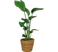 Bloomique - Strelitzia Nicolai - Oiseau de paradis - Plante d’intérieur - Dépolluante - Facile à entretenir - Hauteur 80-100 cm - Panier en rotin 21 cm
