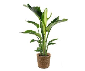 Bloomique - Strelitzia Nicolai - Oiseau de paradis - Plante d’intérieur - Dépolluante - Facile à entretenir - Hauteur 80-100 cm - Panier en jonc de mer 21 cm