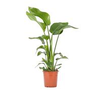 Bloomique - Strelitzia Nicolai - Plante oiseau de paradis - Fleurs de paradis - Plante d’intérieur - Dépolluante - Facile à entretenir - Pot 21 cm - Hauteur 90-110 cm