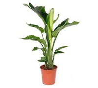 Bloomique - Strelitzia Nicolai - Plante Strelitzia - Oiseau de paradis - Plante d'intérieur grande - Plante verte purificatrice d'air - Hauteur 70-80 cm - Pot de 17 cm