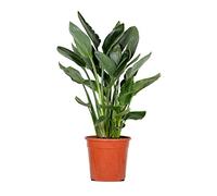 Bloomique - Strelitzia Reginae - Oiseau de paradis - Fleur de paradis - Plantes d’intérieur - Dépolluante - Entretien facile - Hauteur 80-100 cm - Pot 24 cm