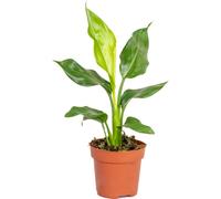 Bloomique - Strelitzia Reginae - Oiseau de paradis - Plante d’intérieur - Dépolluante - Facile à entretenir - Hauteur 30-40 cm - Pot 12 cm