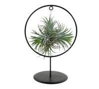 Bloomique - Tillandsia Magic Ball en anneau - Plante aérienne - Plante d’intérieur - Très facile d’entretien - 30 cm de haut
