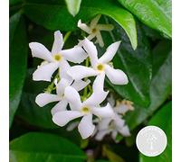 Bloomique - Trachelospermum jasminoides - Jasmin de Toscane - Blanc - Grimpante - Plante de jardin - Persistant - Rustique - 50-70 cm de Haut - Pot 15 cm