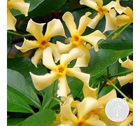 Bloomique - Trachelospermum jasminoides - Jasmin étoilé jaune - Plantes grimpantes - Plantes de jardin - Persistantes - Rustiques - 50-70 cm de haut - Pot 15 cm
