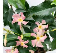 Bloomique - Trachelospermum jasminoides - Jasmin étoilé rose - Plantes grimpantes - Plantes de jardin - Persistantes - Rustiques - 50-70 cm de haut - Pot 15 cm