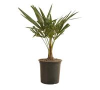 Bloomique - Trachycarpus Fortunei - Palmier chanvre - Palmier rustique - Plantes de jardin - 50-70 cm de haut - Pot 19 cm