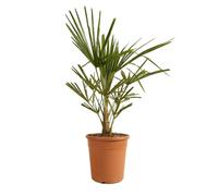 Bloomique - Trachycarpus Fortunei - Palmier chanvre - Palmier rustique - Plantes de jardin - 60-80 cm de haut - Pot 21 cm