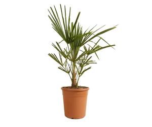 Bloomique - Trachycarpus Fortunei - Palmier chanvre - Palmier rustique - Plantes de jardin - Hauteur 60-80 cm - Pot 21 cm