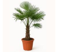 Bloomique - Trachycarpus Fortunei - Palmier éventail chinois - Palmier rustique - Plante de jardin - 120-150 cm de haut - Pot 30 cm