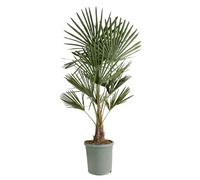 Bloomique - Trachycarpus Fortunei - Palmier éventail chinois - Palmier rustique - Plante de jardin - Hauteur 120-150 cm - Pot 30 cm