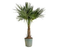 Bloomique - Trachycarpus Fortunei - Palmier éventail chinois - Palmier rustique - Plante de jardin - Hauteur 140-170 cm - Pot 30 cm