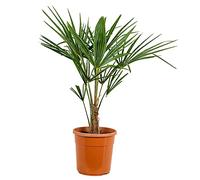 Bloomique - Trachycarpus Fortunei - Palmier éventail chinois - Palmier rustique - Plantes de jardin - Hauteur 70-90 cm - Pot 24 cm