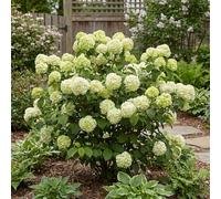Bloomique - Viburnum Plicatum Opening Day - Boule-de-neige du Japon - Plante de Jardin - Rustique - Hauteur 60-80 cm - Pot 23 cm