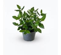 Bloomique - Viburnum Tinus Gwenllian - Boule de neige - Arbuste - Plante de jardin - Boutons roses, fleurs blanches - Rustique - Persistant - Hauteur 25-30 cm - Pot 17 cm