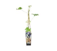 Bloomique - Vitis Vinifera 'Boskoop Glory' - Plant de raisin - Raisins bleus - Plantes fruitières - Plantes de jardin - Résistant à l'hiver - ⌀14 cm - Hauteur 60-70cm