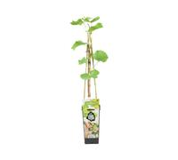 Bloomique - Vitis Vinifera 'Vroege van der Laan' - Plant de raisin - Raisins blancs - Plantes fruitières - Plantes de jardin - Résistantes à l'hiver - ⌀14 cm - Hauteur 60-70cm