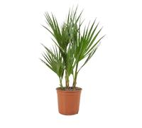 Bloomique - Washingtonia Robusta - Palmier éventail du Mexique - Palmier Rustique - Plantes de Jardin - Hauteur 50-60 cm - Pot 14 cm