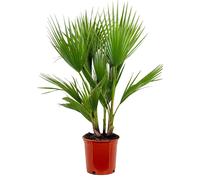 Bloomique - Washingtonia Robusta - Palmier éventail mexicain - Palmier rustique - Plantes de jardin - Hauteur 80-100 cm - Pot 21 cm