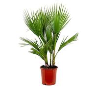 Washingtonia Robusta - Palmier Mexicain - Palmier - Rustique - D21 cm - H80-100 cm