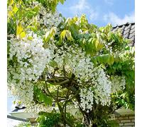 Bloomique - Wisteria floribunda 'Alba' - Glycine blanche - Grimpante - Plante de jardin - Rustique - 50-70 cm de Haut - Pot 15 cm
