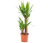 Bloomique - Yucca Elephantipes - Yucca pied d’éléphant - Plante d’intérieur - Dépolluante - Facile à entretenir - 60-70 cm de haut - Pot 17 cm