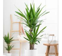 Bloomique - Yucca Elephantipes - Yucca pied d’éléphant - Plante d’intérieur - Dépolluante - Facile à entretenir - 60-70 cm de haut - Pot 17 cm