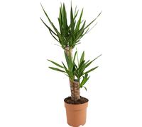 Bloomique – Yucca Elephantipes – Yucca – Plante d’intérieur – Dépolluante – Facile à entretenir – 80-100 cm de haut – Pot 21 cm