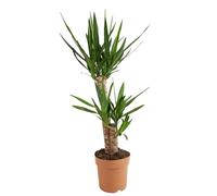 Bloomique - Yucca Elephantipes - Yucca - Plante d’intérieur - Dépolluante - Facile à entretenir - Hauteur 80-100 cm - Pot 21 cm