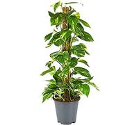 BloomPost Epipremnum Pinnatum sur Mosspole - 70-80 cm Plante d'Intérieur - Plantes d'Intérieur Faciles d'Entretien Pour la Maison et le Bureau - Plante Purificatrice d'Air - Dans le Pot de Culture