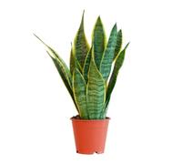 BloomPost Sansevieria Laurentii - 20-30 cm Plante d'Intérieur - Plantes d'Intérieur Faciles d'Entretien Pour la Maison et le Bureau - Plante Purificatrice d'Air - Dans le Pot de Culture