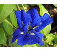 Blue Butterfly Pea Vine 5 Semi - Doppia Blu Blloms, rapida crescita, impressionante