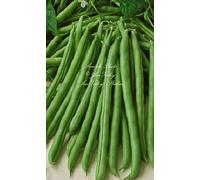 Blue Lake Polo semi del fagiolo non OGM Heirloom Alto rendimento Stringless rotonda Tender