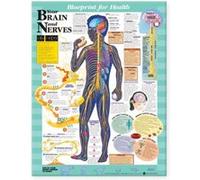Blueprint for Health Your Brain and Nerves Chart