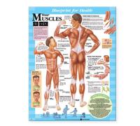 Blueprint for Health Your Muscles Chart