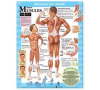 Blueprint for Health Your Muscles Chart by Prepared for publication by Anatomical Chart Company