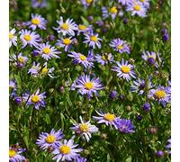 Blumixx Stauden Aster amellus 'Dr. O. Petcheck' - Aster d'été bleu-violet