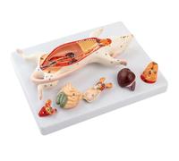 Bnnlqpsttg Modèle D'Anatomie Du Rat Structure Interne des Organes des Souris Spécimens D'Anatomie Expérimentale des Animaux