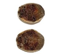 Bobasatrania Mahavavica Fossile de poisson (fossiles) PMB11