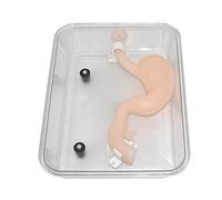 BODHIS Modèle pédagogique, modèle de Formation à la Chirurgie gastroscopique, modèle Anatomique de l'estomac Humain à Haute Simulation