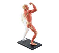 BOGAZY Modèle Human Body 46 Pièces Assemblé Modèle D'anatomie Musculaire Humain Modèle Anatomique Modèle Médical Anatomie Humaine Corps Transparent Modèle Anatomique Humain