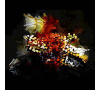 Bogus Order - The Bullnose Step EP 12"|"Bogus Order [Import]