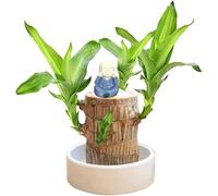 Bois Brésilien à Germination Magique - Plante de Bambou Porte-Bonheur d'Intérieur - Souche d'Arbre Artificielle - Mini Bois du Brésil (#C)