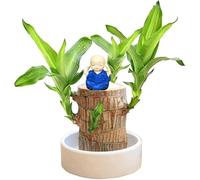 Bois Chanceux Brésilien,Décoration En Bois Brésilien,Bois Porte-Bonheur Du Brésil,Mini Bois Chanceux Du Brésil,Chanceux Brésilien Purifier L'air IntérieurDécoration D'Intérieur Bureau (01-Blue)