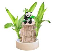 Bois Chanceux Brésilien,Décoration en Bois Brésilien,Bois Porte-Bonheur du Brésil,Mini Bois Chanceux du Brésil,Chanceux Brésilien Purifier L'air IntérieurDécoration D'Intérieur Bureau
