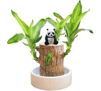 Bois Chanceux Brésilien,Décoration en Bois Brésilien,Mini Bois Chanceux du Brésil,Bois Porte Bonheur du Brésil,Brésilien Purifier L'air Intérieur Décoration,Naturelle Verte Plantes d'Intérieur