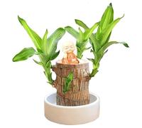 Bois Chanceux Brésilien,Décoration En Bois Brésilien,Mini Bois Chanceux Du Brésil,Chanceux Brésilien Purifier L'air Intérieur,Mini Bois Porte-Bonheur Du Brésil,Décoration D'Intérieur Bureau
